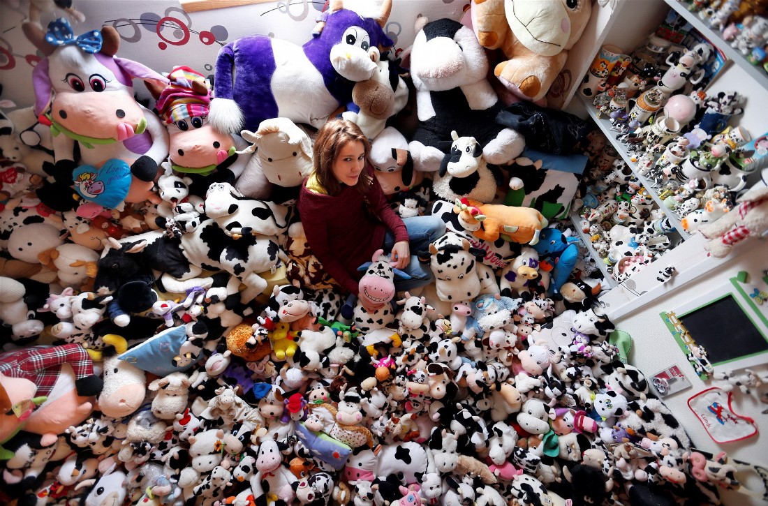 Французская модель Emeline Duhautoy представляет свою коллекцию из 1,679 игрушечных коров, которых она собирает в течение семи лет у себя дома в Сен-Омере, на севере Франции.