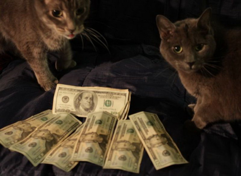 Игра money cat. Животные с деньгами. Кот с деньгами. Денежная кошка. Богатый кот.