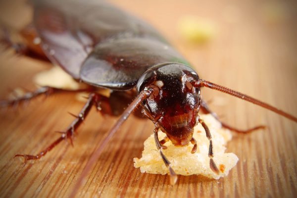 Как избавиться от тараканов навсегда и сделать так, чтобы больше они не появлялись?